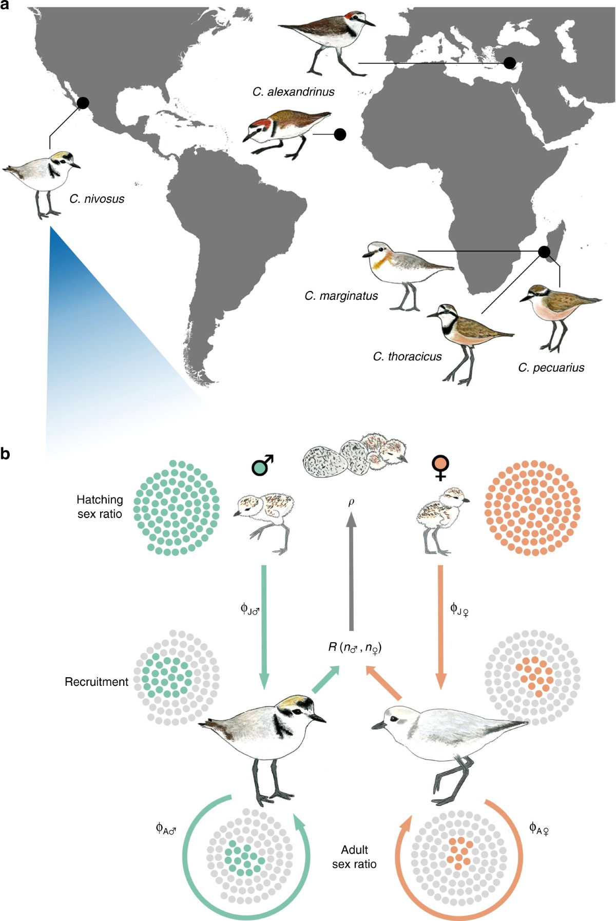 Demographic causes of adult sex ratio variation and their consequences for  parental cooperation | Nature Communications