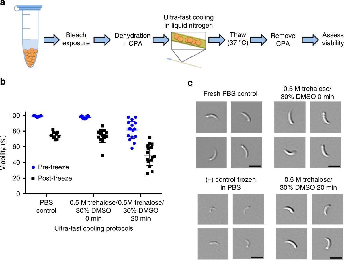 Cryopreservation of infectious Cryptosporidium parvum oocysts | Nature  Communications