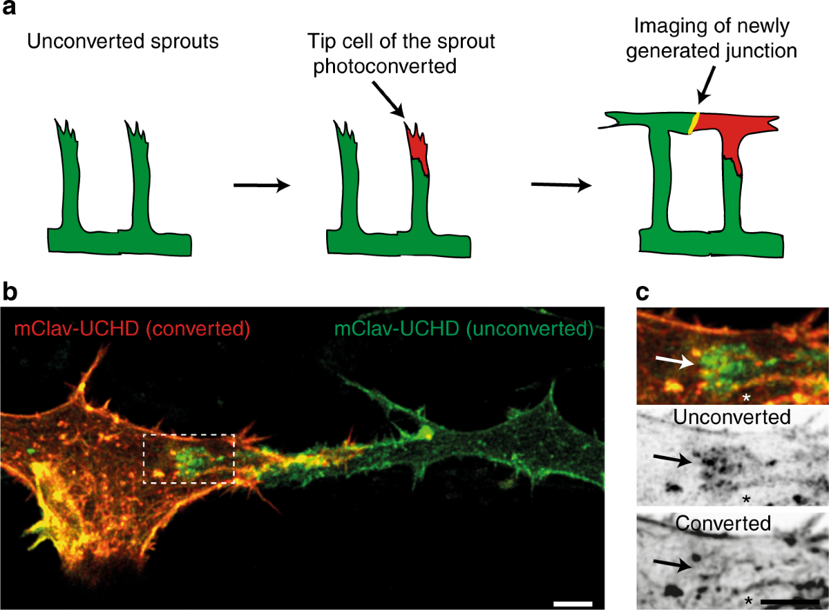 Junction-based lamellipodia drive endothelial cell rearrangements in vivo  via a VE-cadherin-F-actin based oscillatory cell-cell interaction | Nature  Communications