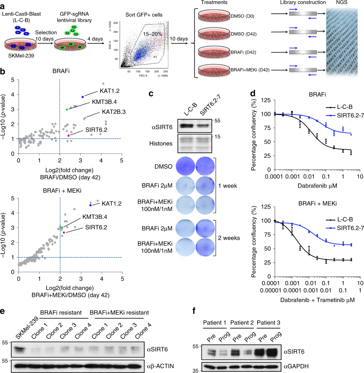 SIRT6 haploinsufficiency induces BRAFV600E melanoma cell resistance to MAPK  inhibitors via IGF signalling | Nature Communications