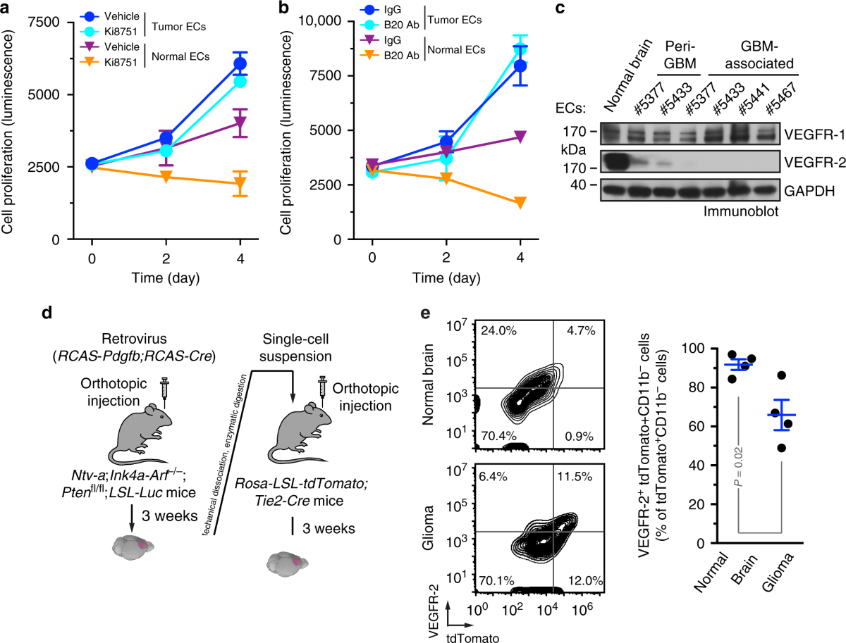 pdgf-mediated-mesenchymal-transformation-renders-endothelial-resistance-to-anti-vegf-treatment-in-glioblastoma-nature-communications