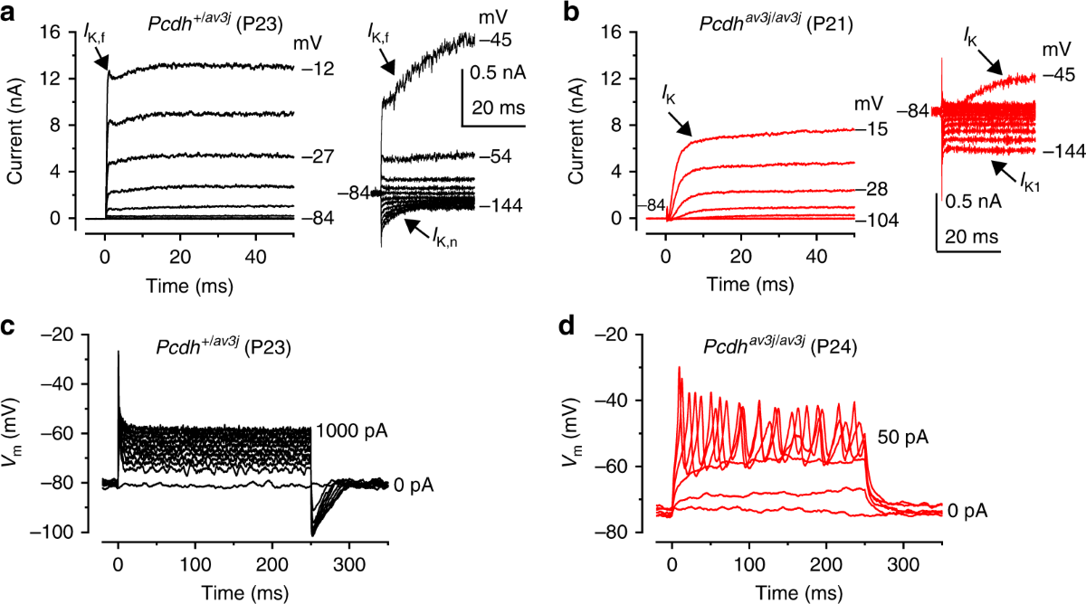 Mechanotransduction is required for establishing and maintaining mature  inner hair cells and regulating efferent innervation | Nature Communications