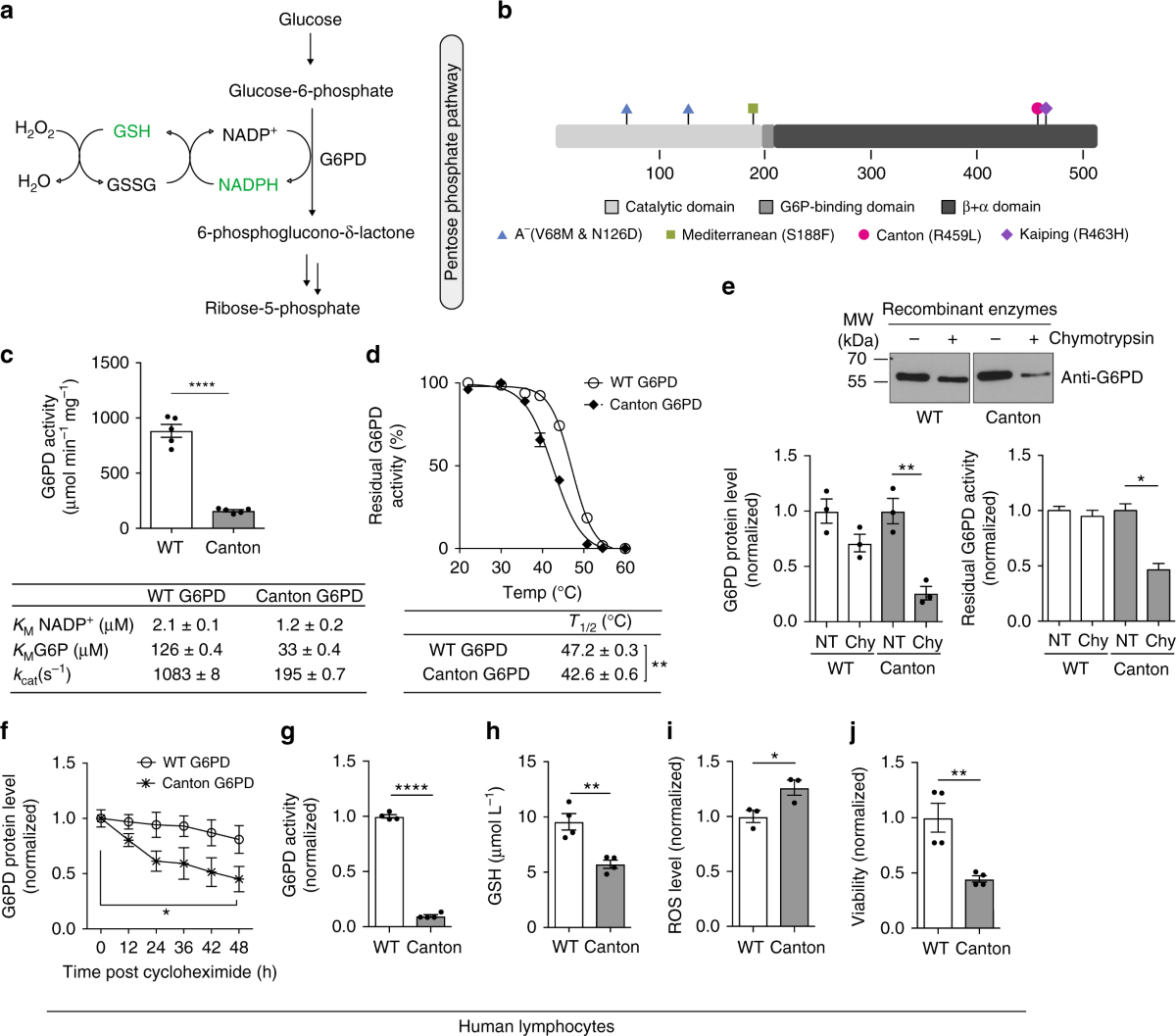 Correcting glucose-6-phosphate dehydrogenase deficiency with a  small-molecule activator