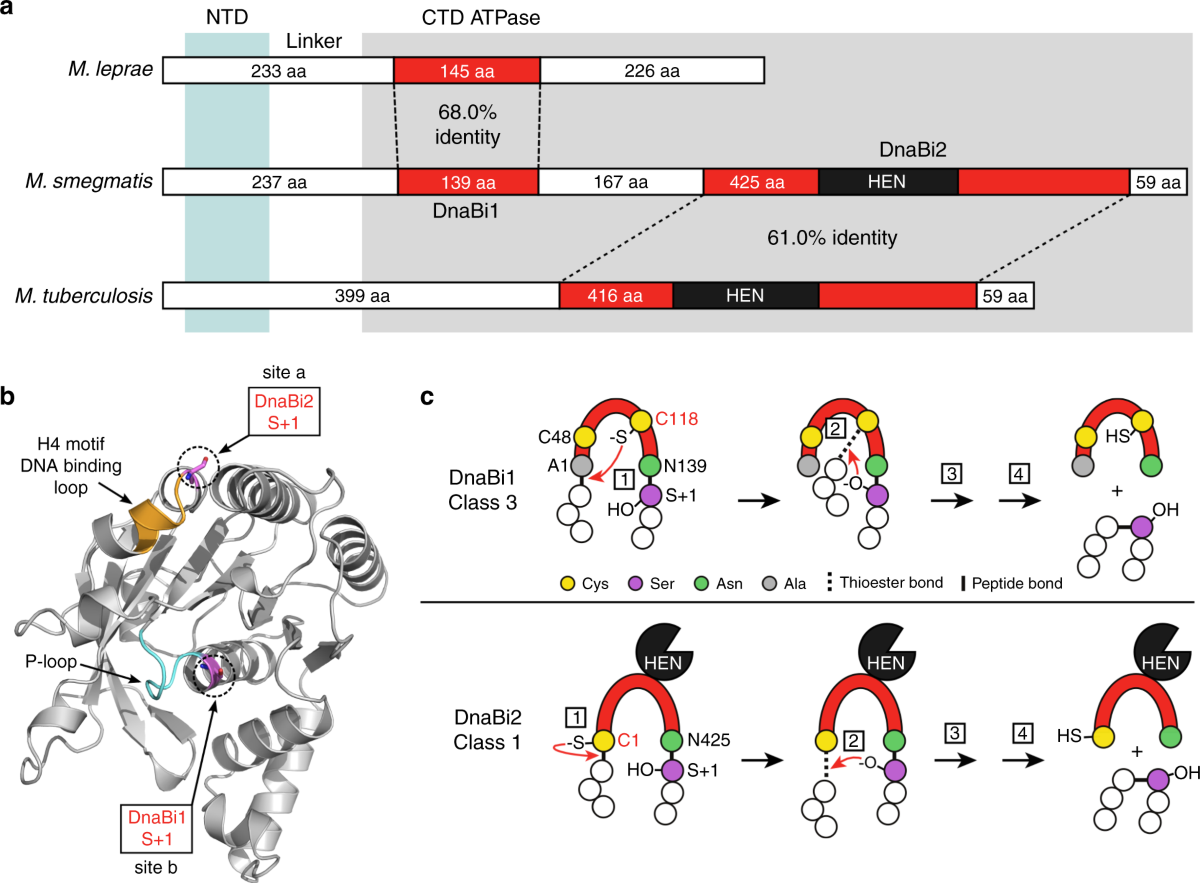 Mycobacterial DnaB helicase intein as oxidative stress sensor | Nature  Communications