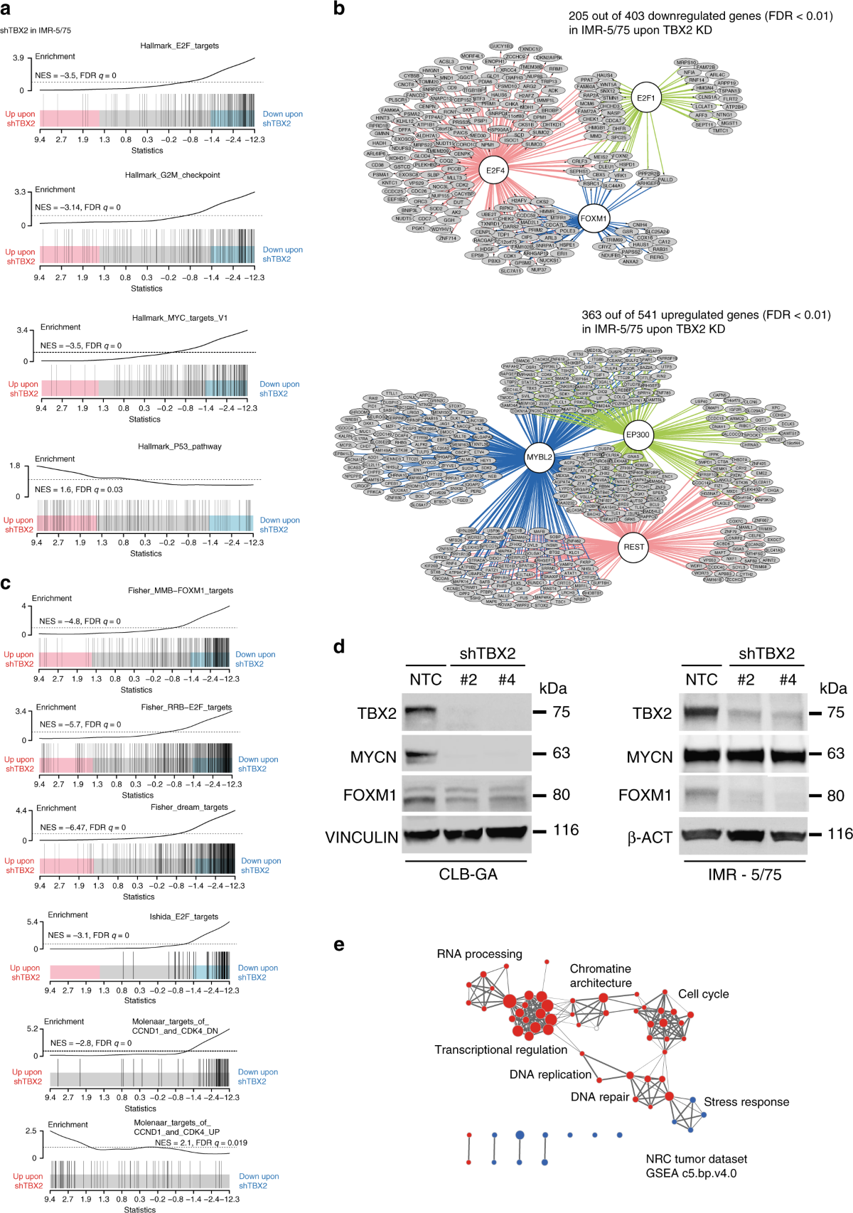 tbx2-is-a-neuroblastoma-core-regulatory-circuitry-component-enhancing-mycn-foxm1-reactivation-of-dream-targets-nature-communications