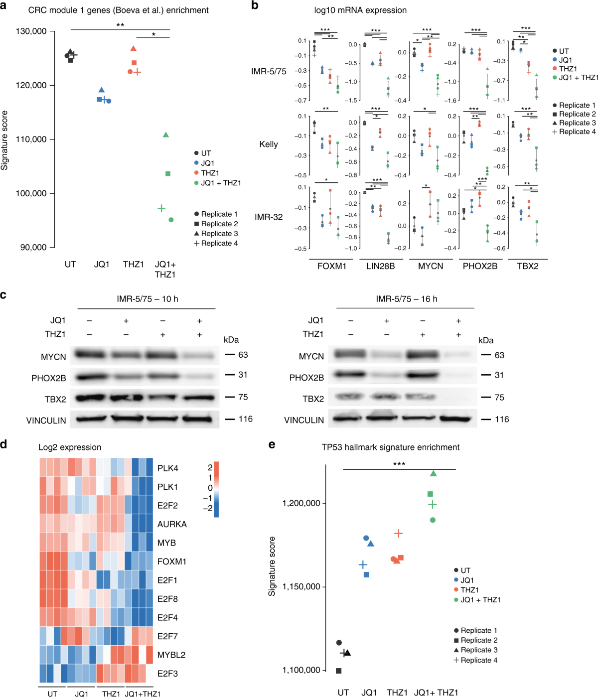 tbx2-is-a-neuroblastoma-core-regulatory-circuitry-component-enhancing-mycn-foxm1-reactivation-of-dream-targets-nature-communications