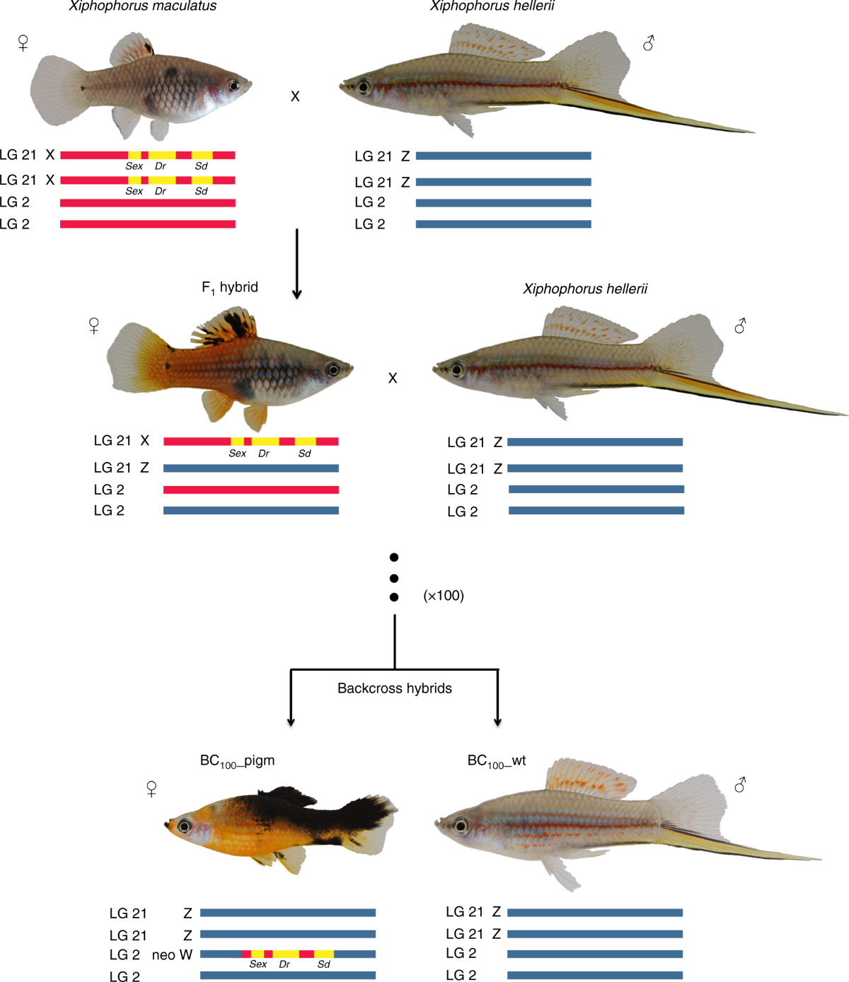 Genetic changes in species
