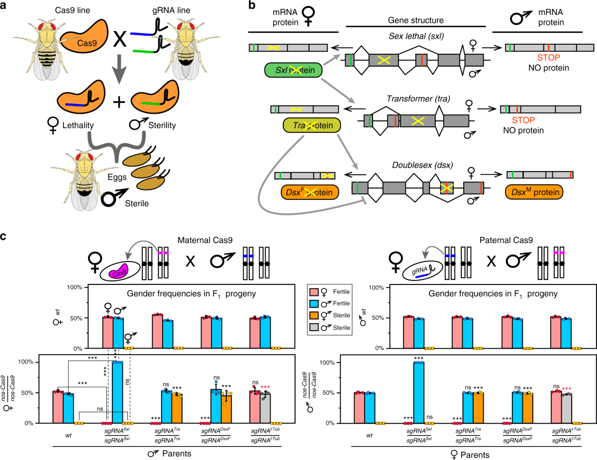 Transforming insect population control with precision guided sterile males  with demonstration in flies | Nature Communications