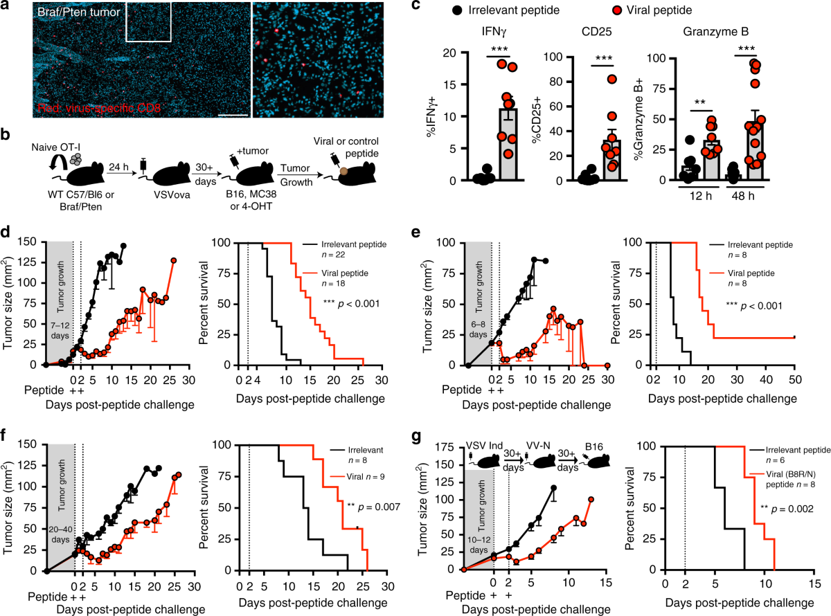 Peptide Alarm Therapy: Viral Peptides Reactivate Immune Cells in Tumors