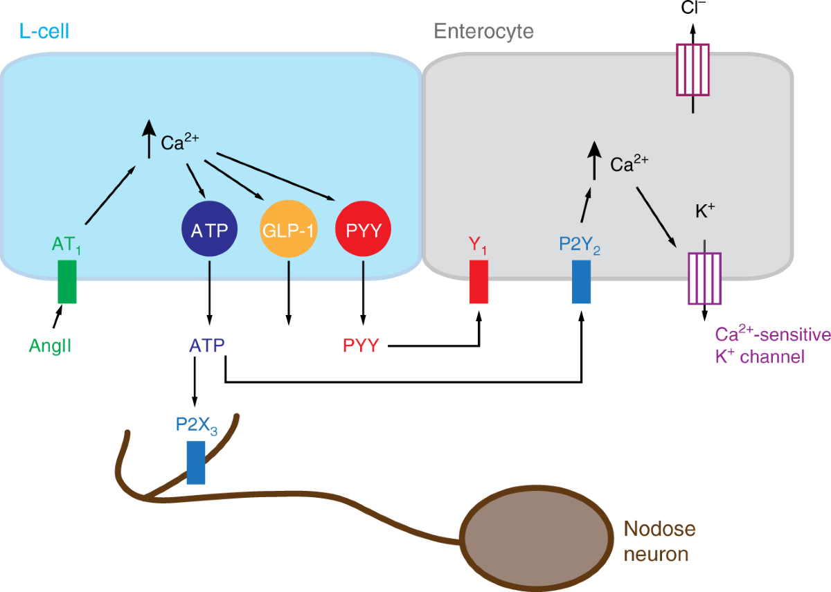 l cells glp 1 Adenosine triphosphate is co-secreted with glucagon-like peptide-1 to  modulate intestinal enterocytes and afferent neurons