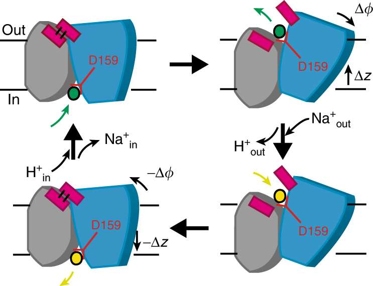 Mechanism of the electroneutral sodium/proton antiporter PaNhaP from  transition-path shooting | Nature Communications