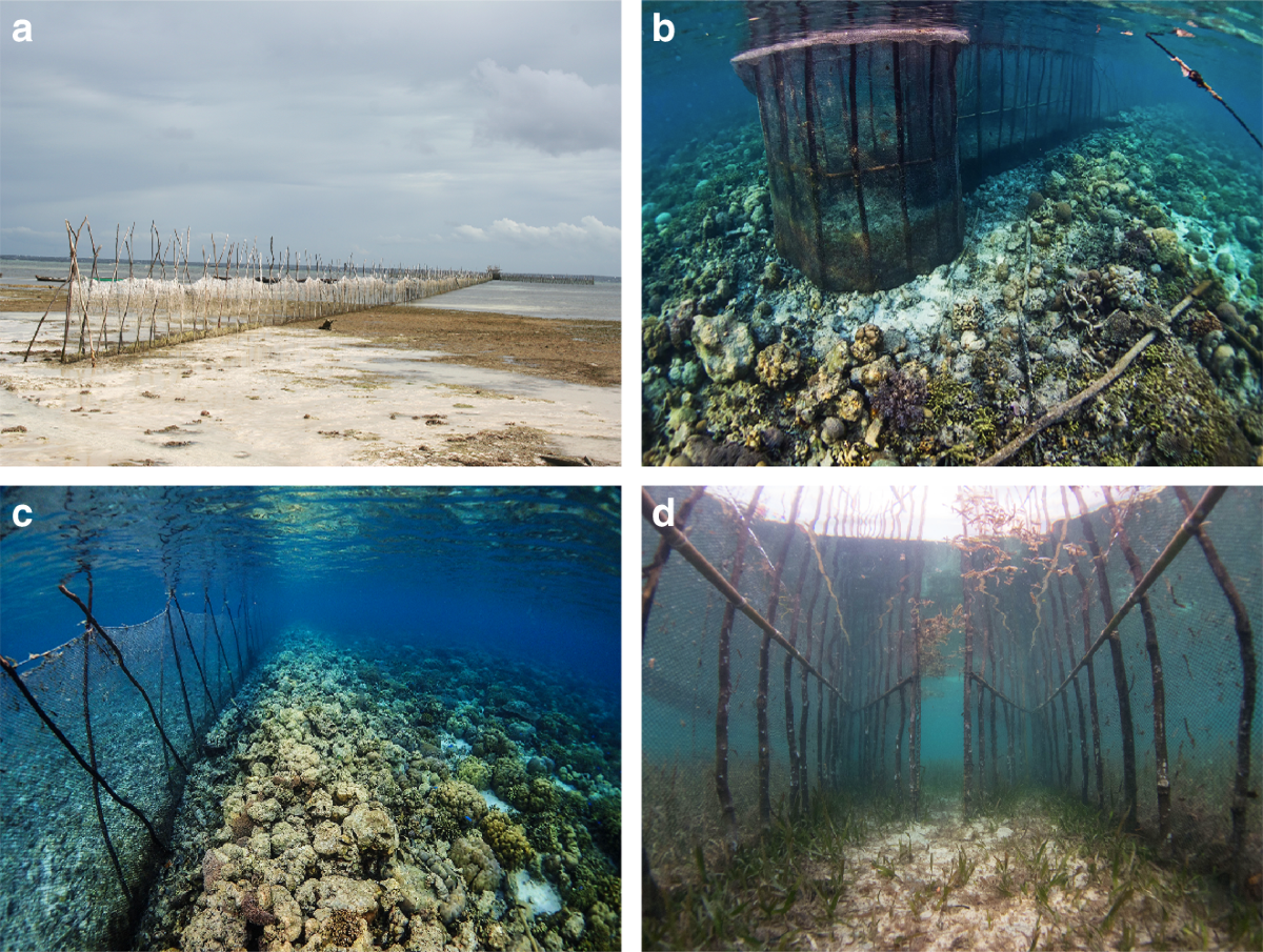 Artisanal fish fences pose broad and unexpected threats to the tropical  coastal seascape