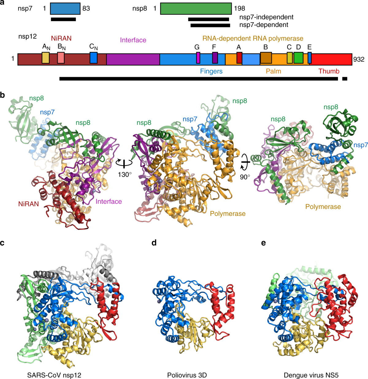 Structure of the SARS-CoV nsp12 polymerase bound to nsp7 and nsp8 