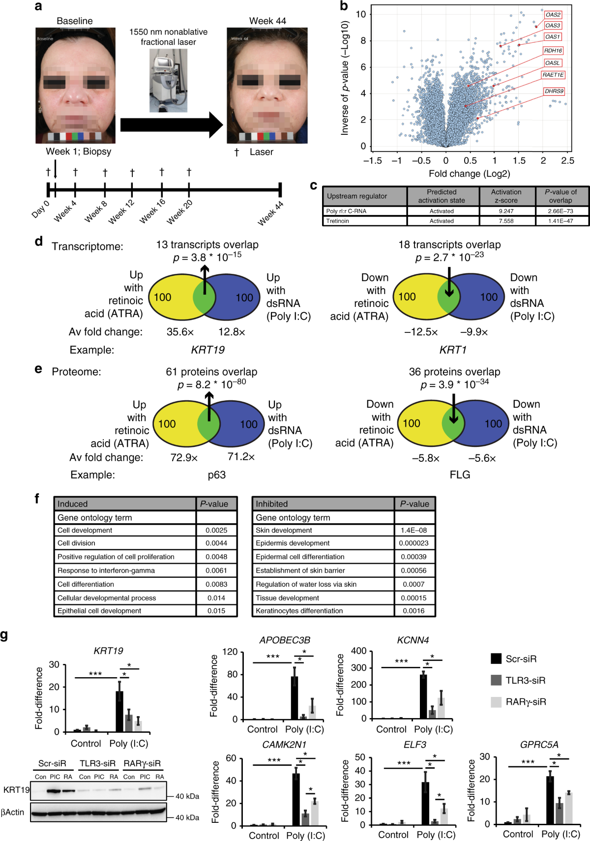 Noncoding dsRNA induces retinoic acid synthesis to stimulate hair follicle  regeneration via TLR3 | Nature Communications