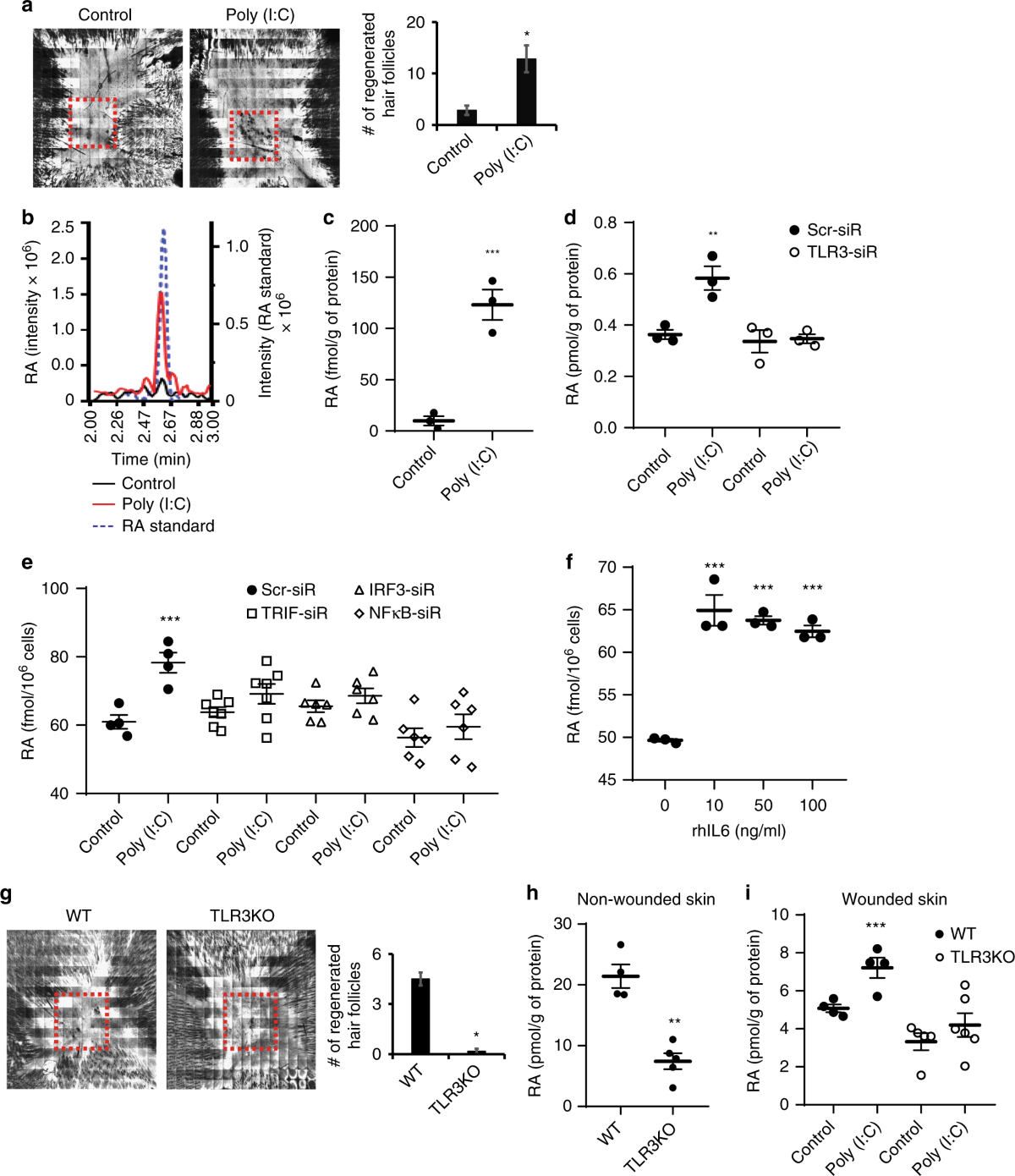 Noncoding dsRNA induces retinoic acid synthesis to stimulate hair follicle  regeneration via TLR3 | Nature Communications