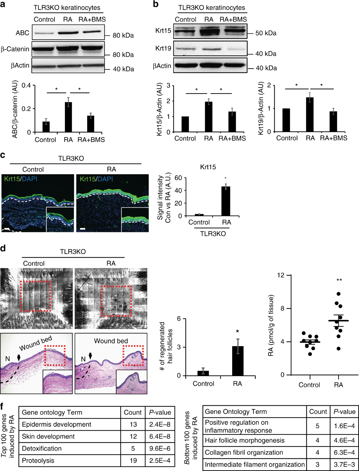 Noncoding dsRNA induces retinoic acid synthesis to stimulate hair follicle  regeneration via TLR3 | Nature Communications