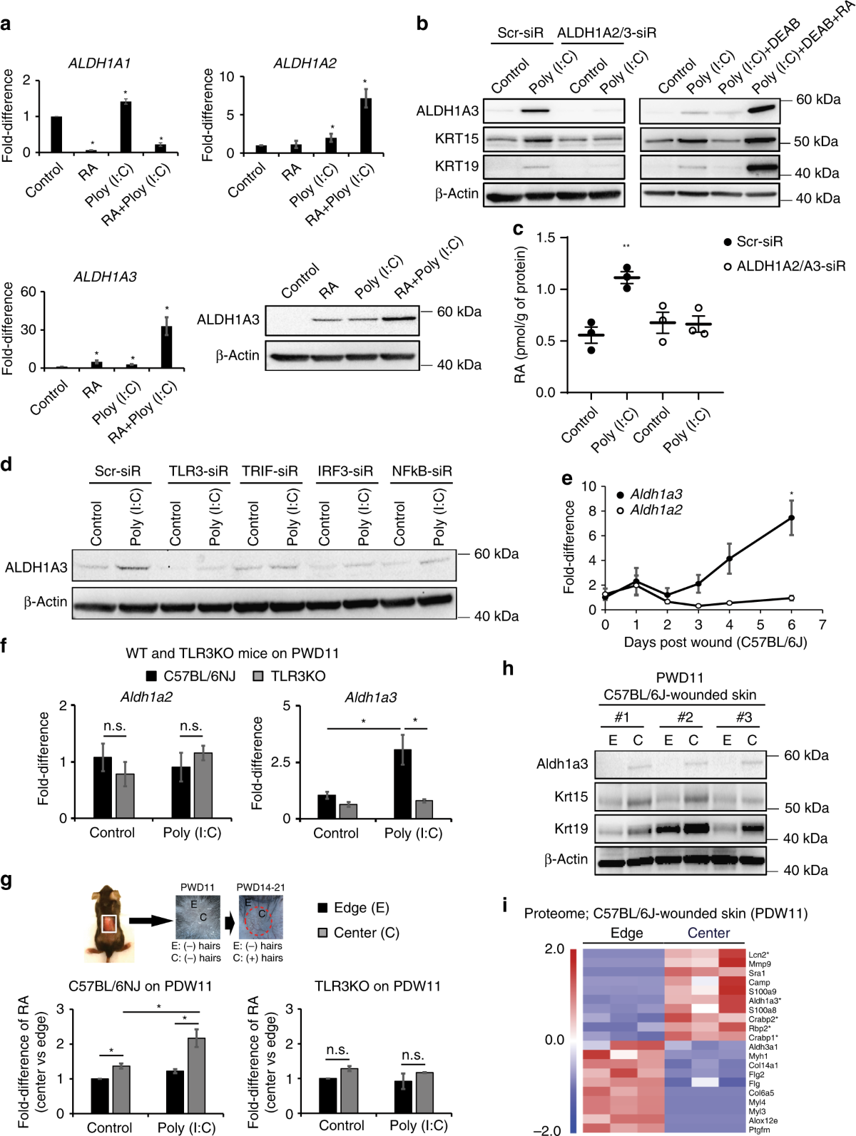 Noncoding dsRNA induces retinoic acid synthesis to stimulate hair follicle  regeneration via TLR3 | Nature Communications