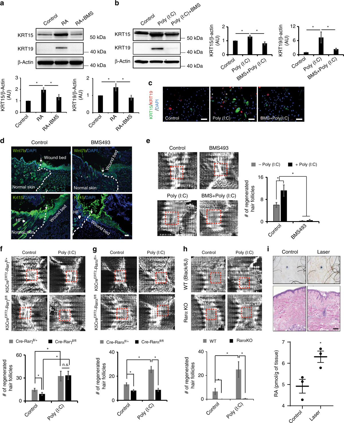 Noncoding dsRNA induces retinoic acid synthesis to stimulate hair follicle  regeneration via TLR3 | Nature Communications
