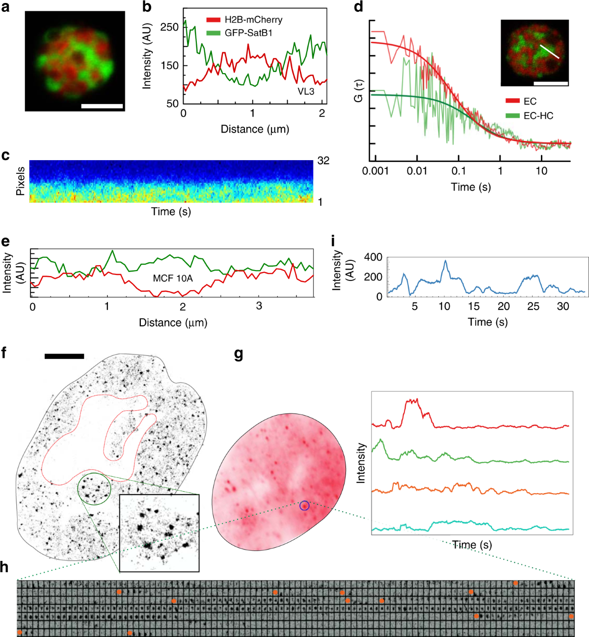 Satb1 integrates DNA binding site geometry and torsional stress to  differentially target nucleosome-dense regions | Nature Communications