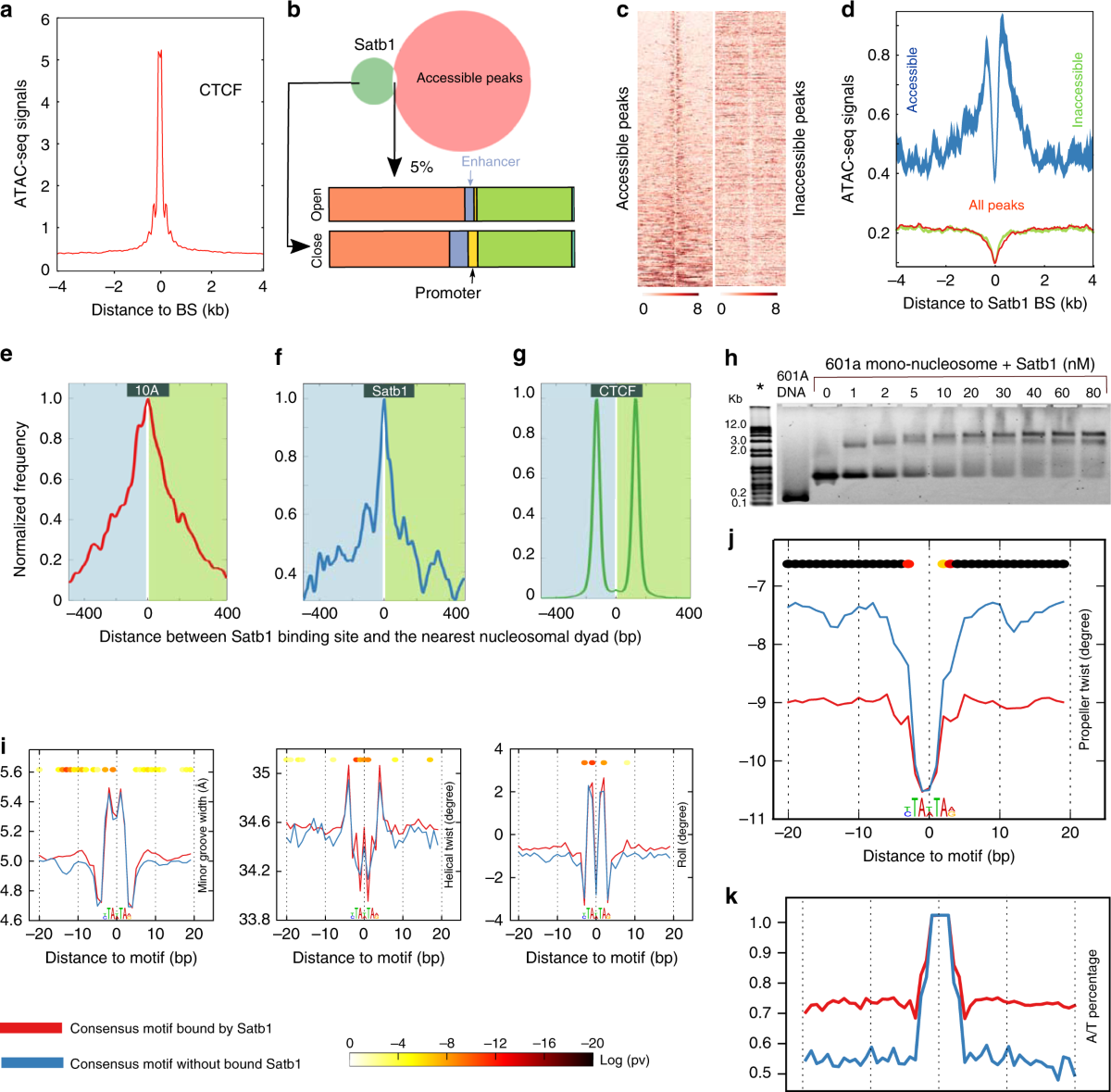 Satb1 integrates DNA binding site geometry and torsional stress to  differentially target nucleosome-dense regions | Nature Communications