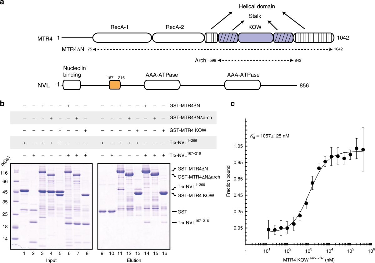 The MTR4 helicase recruits nuclear adaptors of the human RNA exosome using  distinct arch-interacting motifs | Nature Communications
