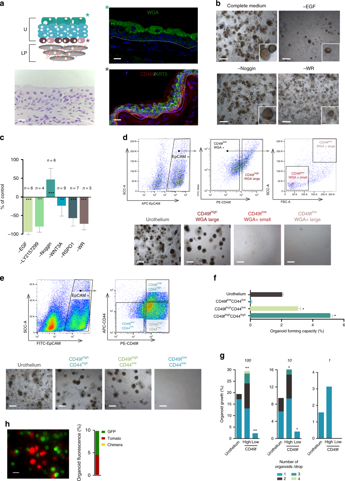 Urothelial organoids originating from Cd49fhigh mouse stem cells display  Notch-dependent differentiation capacity | Nature Communications