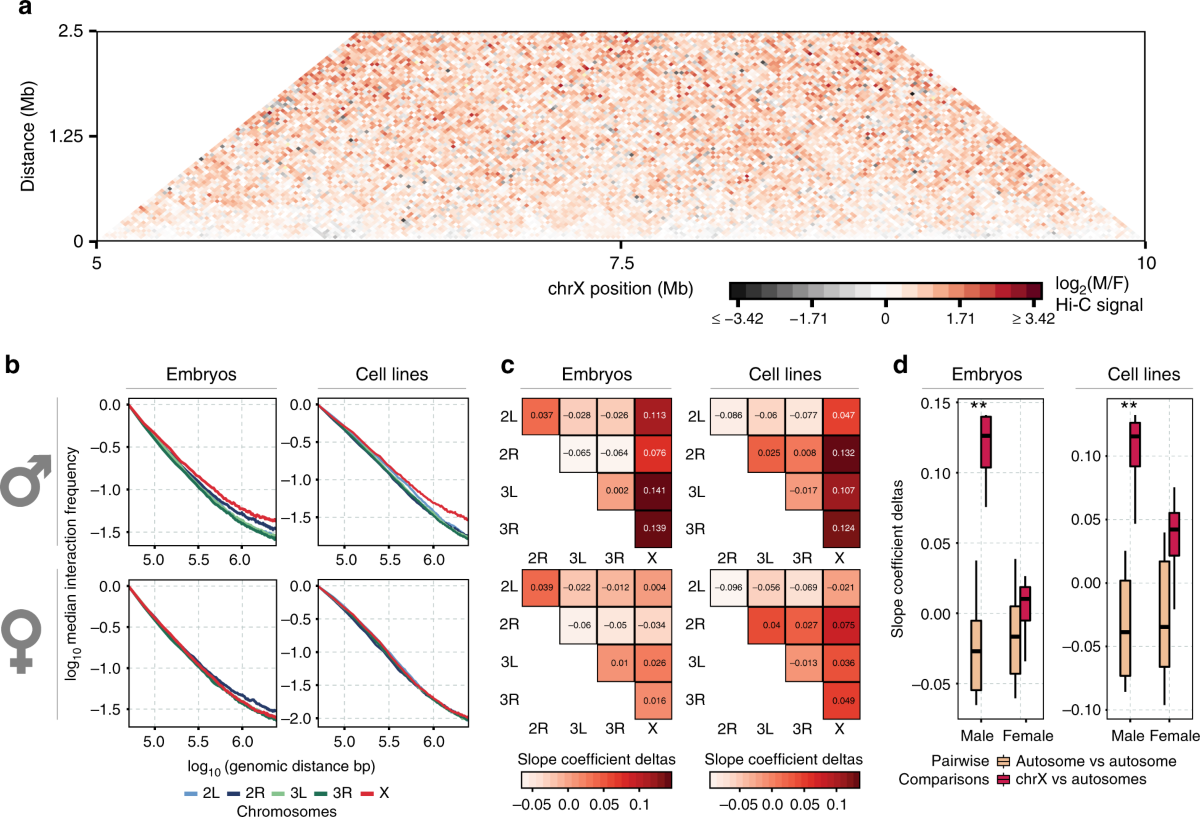 Global chromatin conformation differences in the Drosophila dosage  compensated chromosome X | Nature Communications