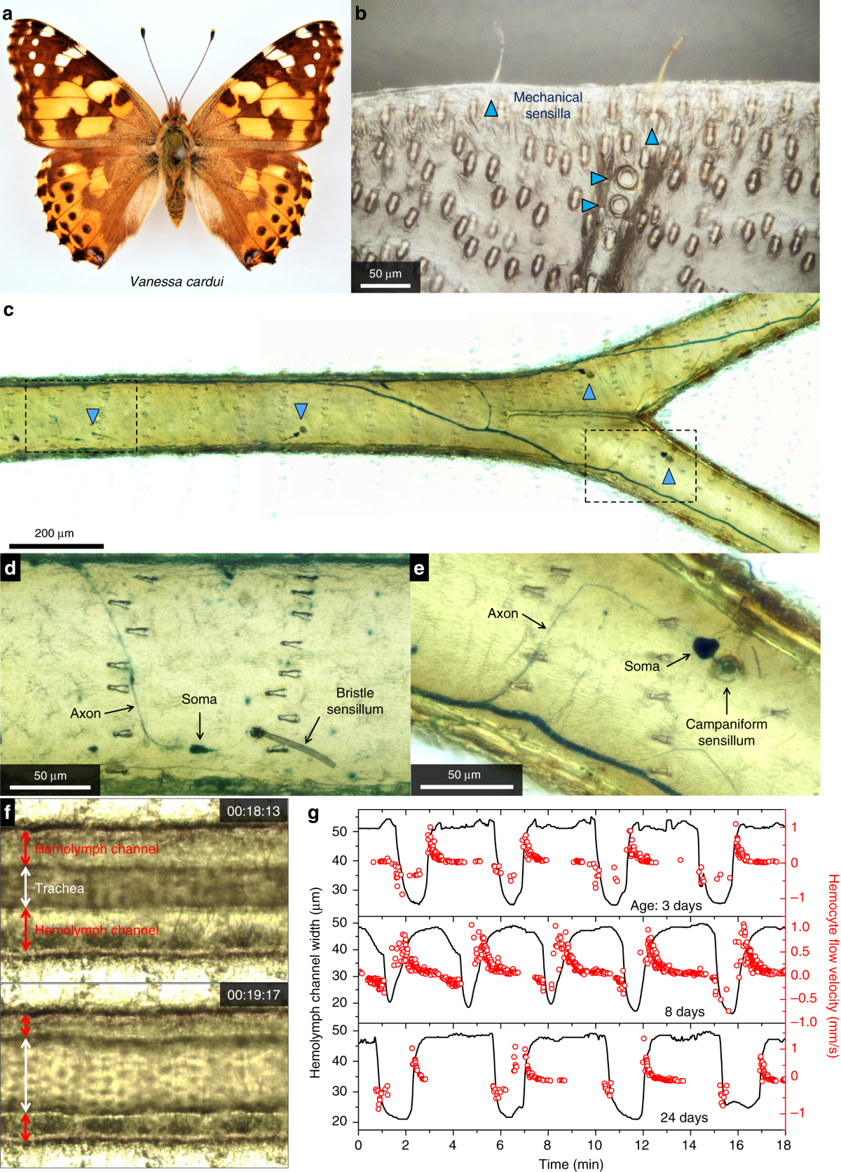 Physical and behavioral adaptations to prevent overheating of the living wings of butterflies | Nature Communications Physical and behavioral adaptations to prevent overheating of the living wings of butterflies | Nature Communications