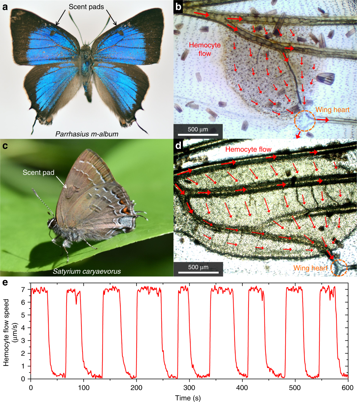 Physical and behavioral adaptations to prevent overheating of the living  wings of butterflies
