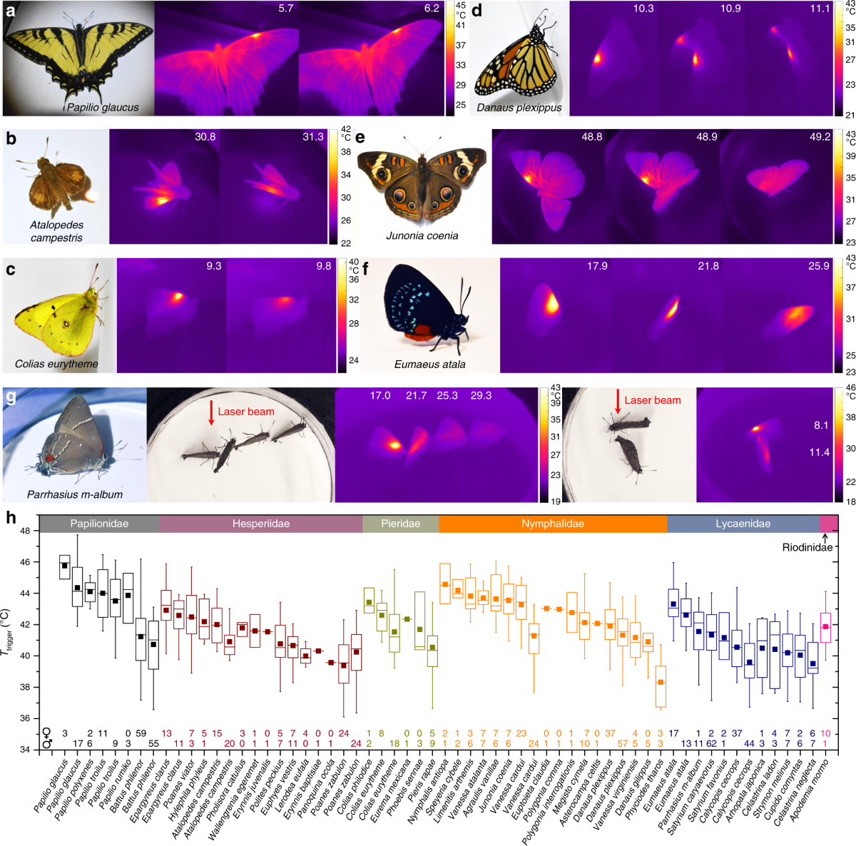 Physical and behavioral adaptations to prevent overheating of the living wings of butterflies | Nature Communications Physical and behavioral adaptations to prevent overheating of the living wings of butterflies | Nature Communications