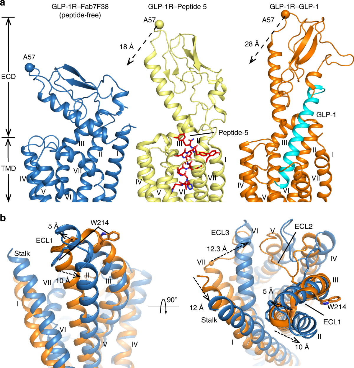 glp 1 pdb Full-length human GLP-1 receptor structure without orthosteric ligands