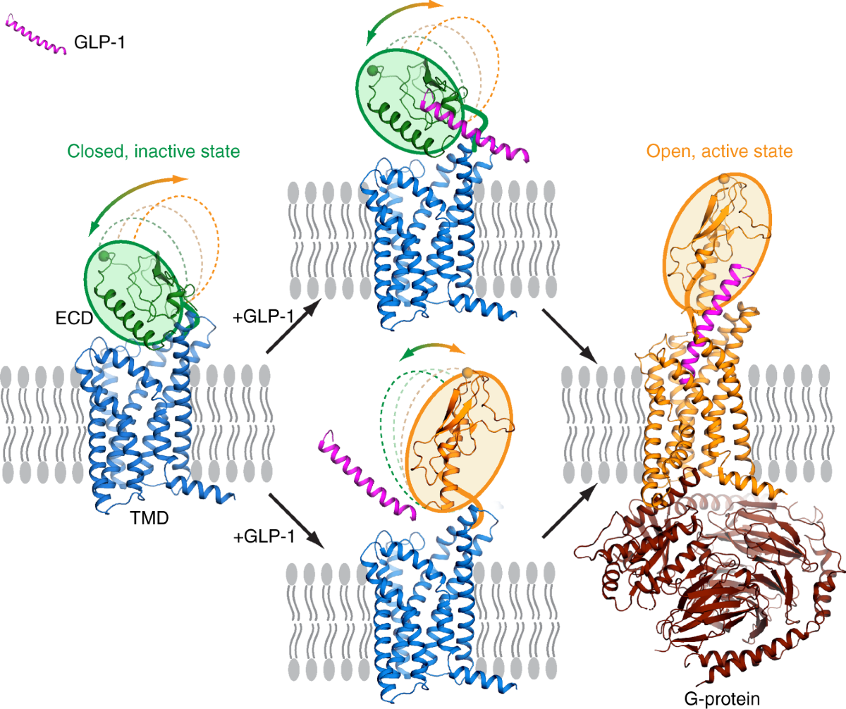 protein glp 1 Full-length human GLP-1 receptor structure without orthosteric ligands