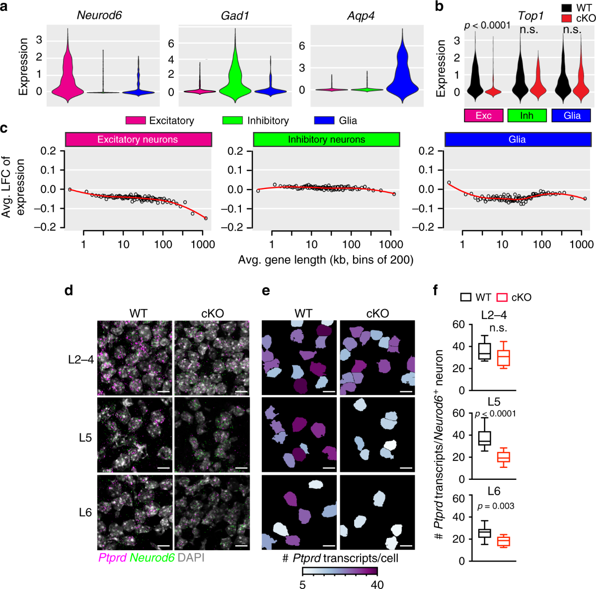 Deletion of Topoisomerase 1 in excitatory neurons causes genomic  instability and early onset neurodegeneration | Nature Communications
