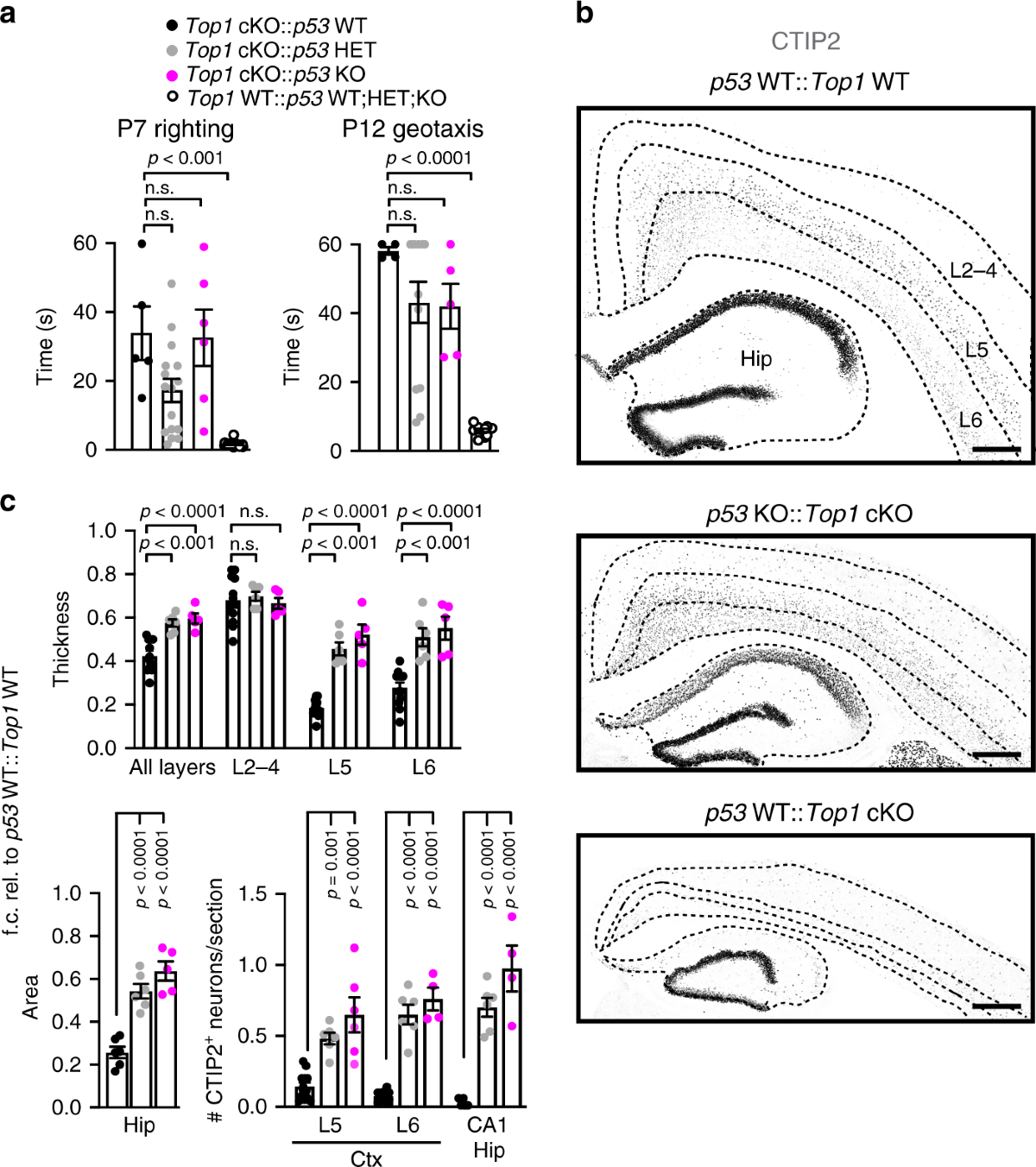 Deletion of Topoisomerase 1 in excitatory neurons causes genomic  instability and early onset neurodegeneration | Nature Communications