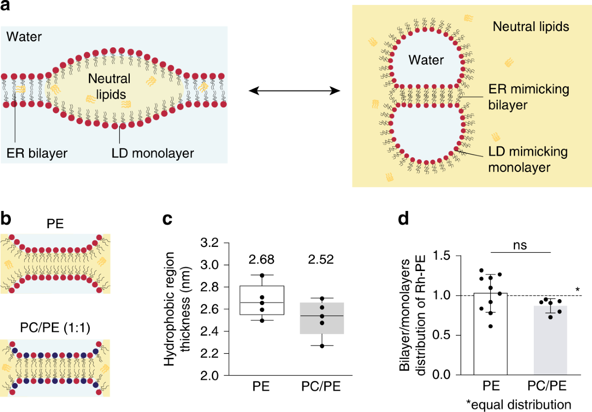 Triacylglycerols sequester monotopic membrane proteins to lipid droplets