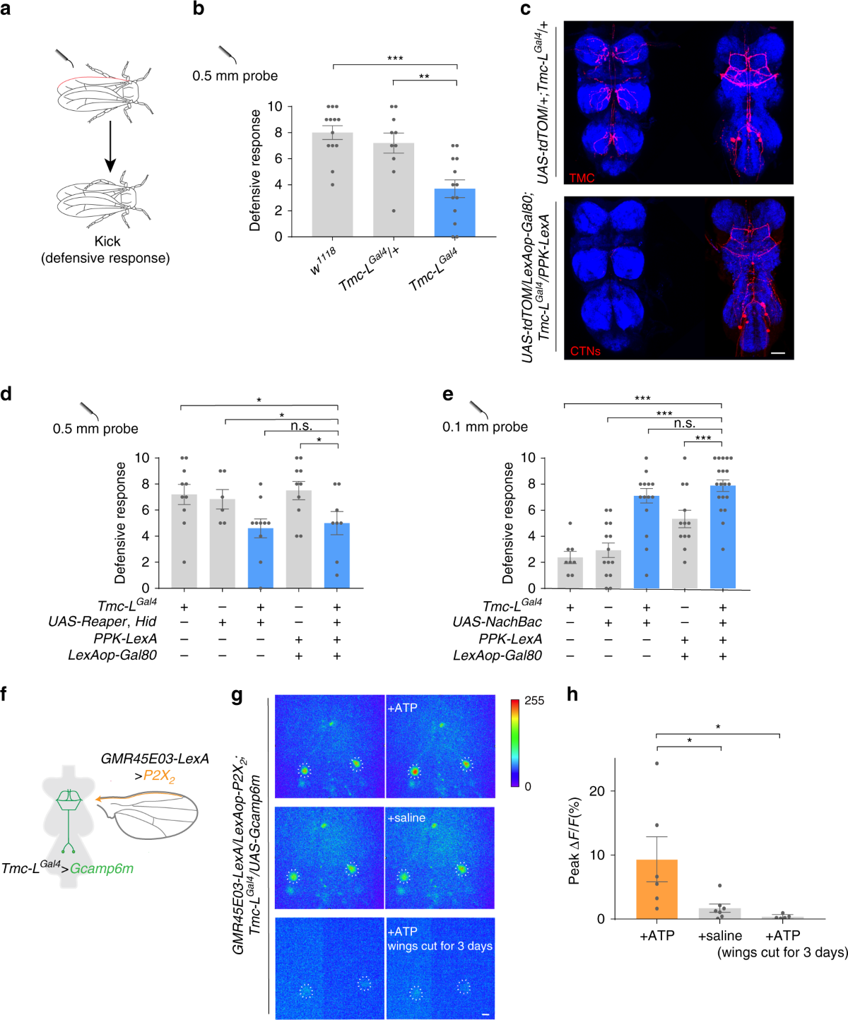 A neural circuit encoding mating states tunes defensive behavior in  Drosophila | Nature Communications