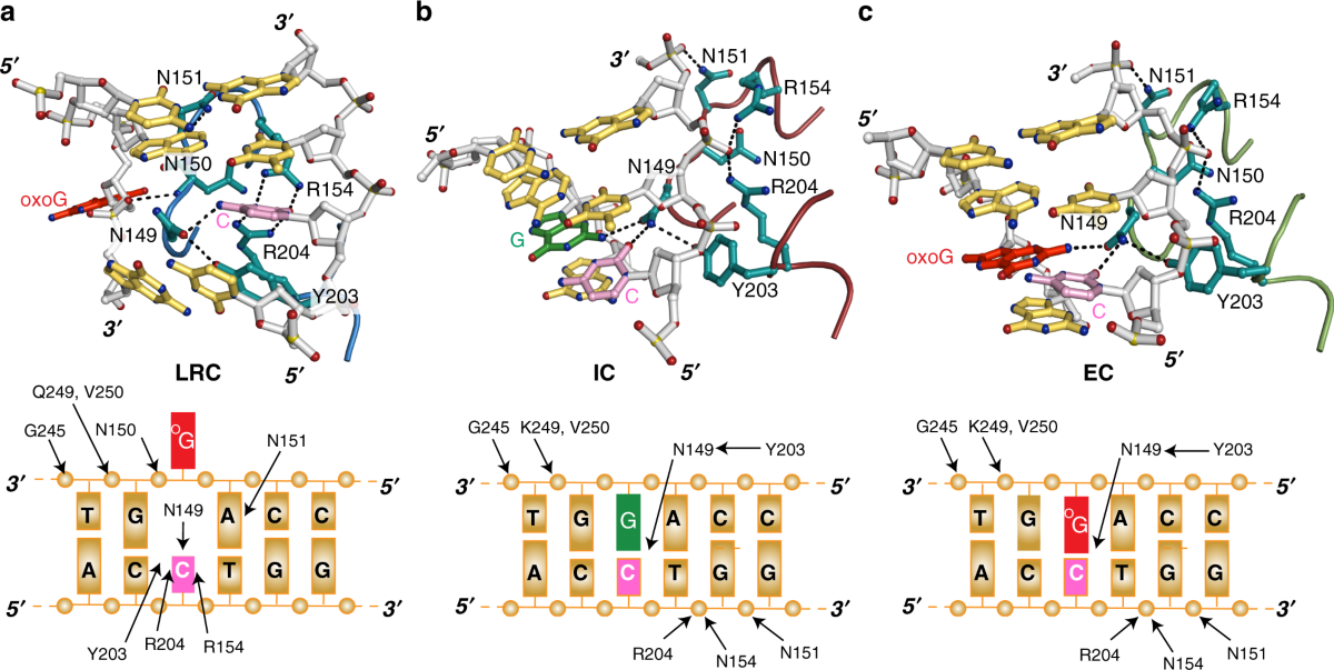 DNAモーターHL-OH-F1504-CH-AMヘッドライトアセンブリ、運転席側および助手席側 新品)MonsterAdapter (モンスターアダプター) 電子マウントアダプター