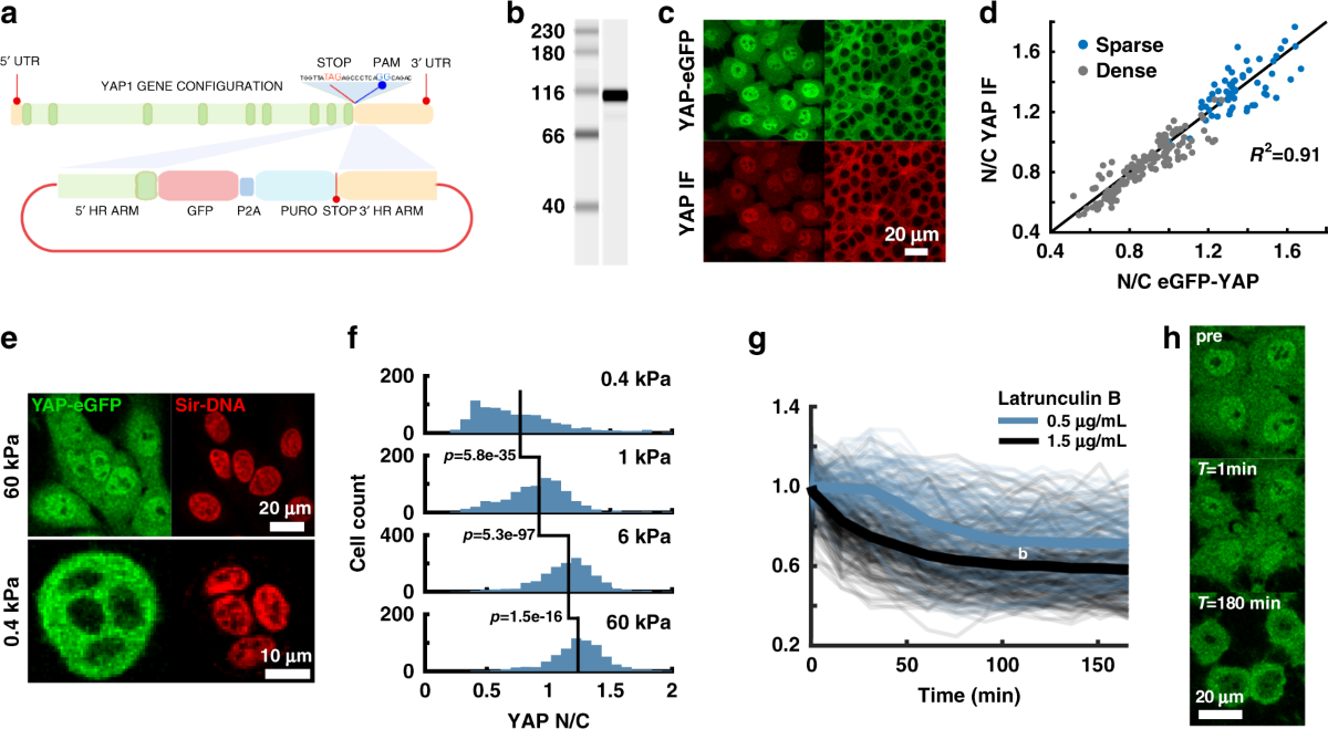Concerted localization-resets precede YAP-dependent transcription | Nature  Communications