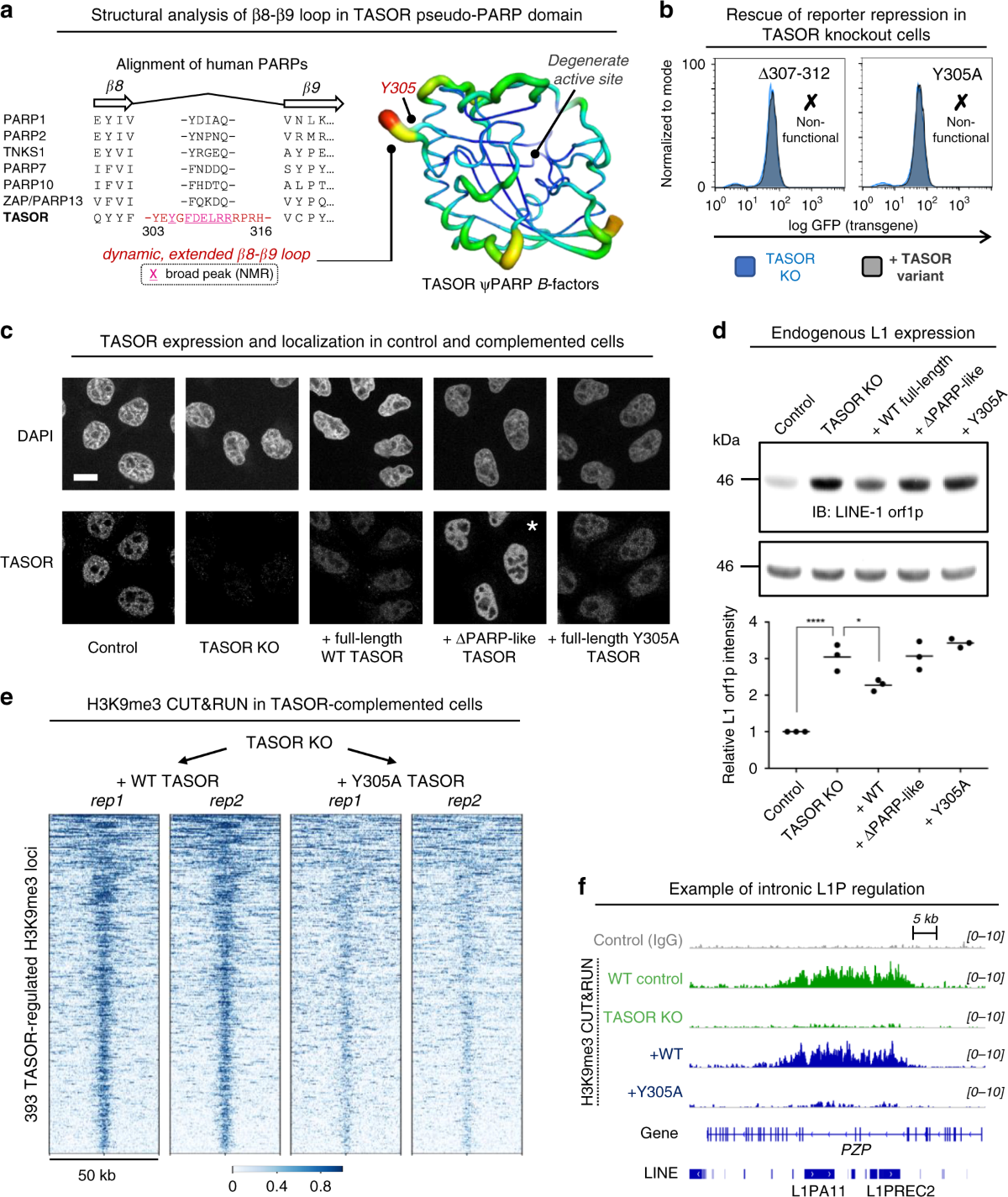 TASOR is a pseudo-PARP that directs HUSH complex assembly and epigenetic transposon control Nature Communications