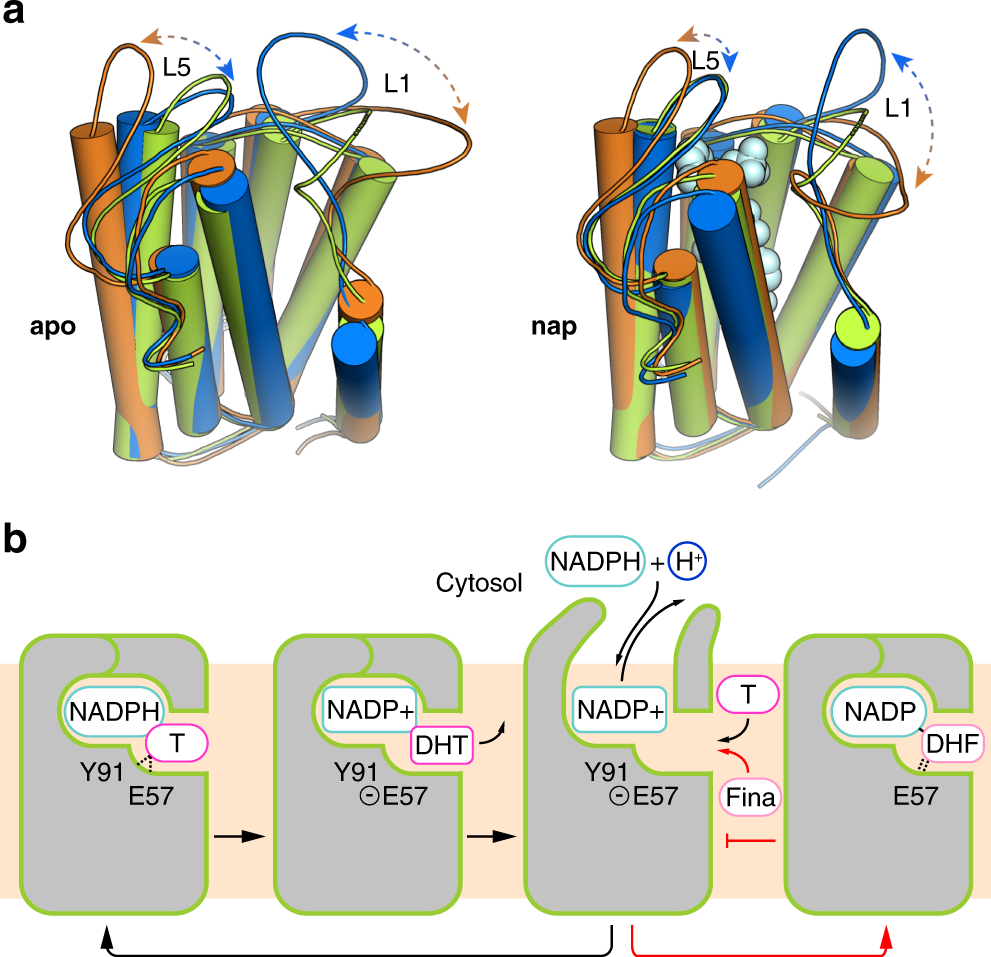 ghk-cu inhibits 5-alpha reductase dht Structure of human steroid 5α-reductase 2 with the anti-androgen drug finasteride To improve memory, focus,
