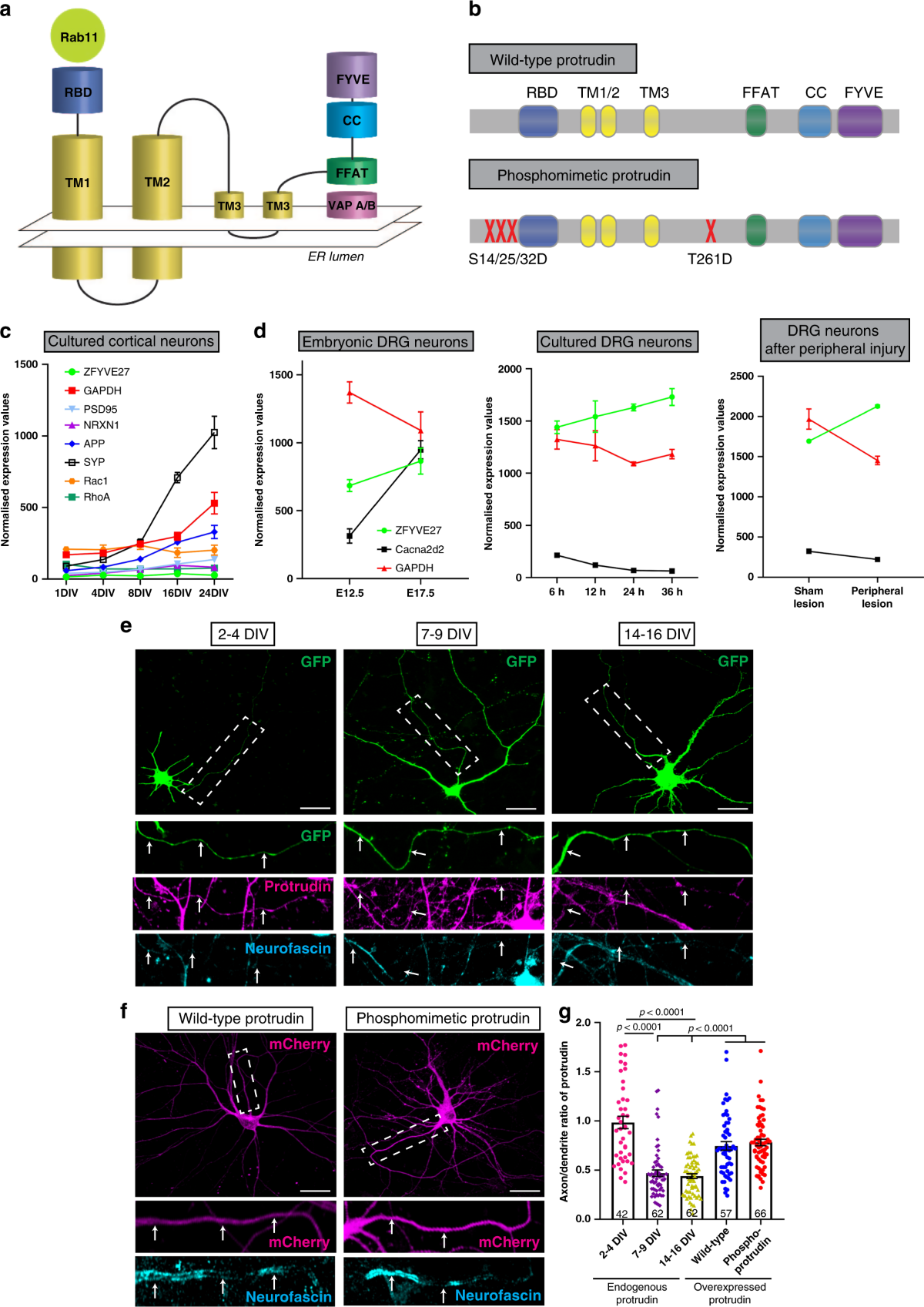 Protrudin functions from the endoplasmic reticulum to support axon  regeneration in the adult CNS | Nature Communications