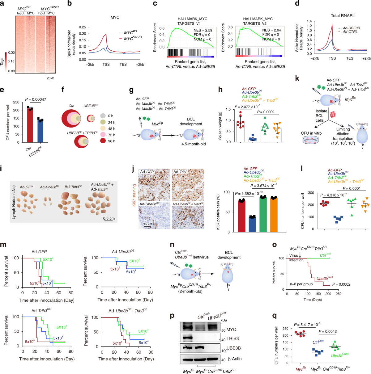 TRIB3 promotes MYC-associated lymphoma development through suppression of  UBE3B-mediated MYC degradation | Nature Communications