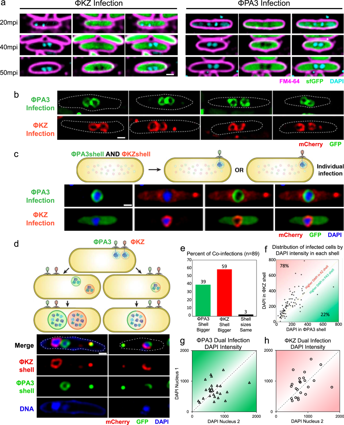 Viral speciation through subcellular genetic isolation and virogenesis incompatibility | Nature Communications viral-speciation-through-subcellular-genetic-isolation-and-virogenesis-incompatibility-nature-communications
