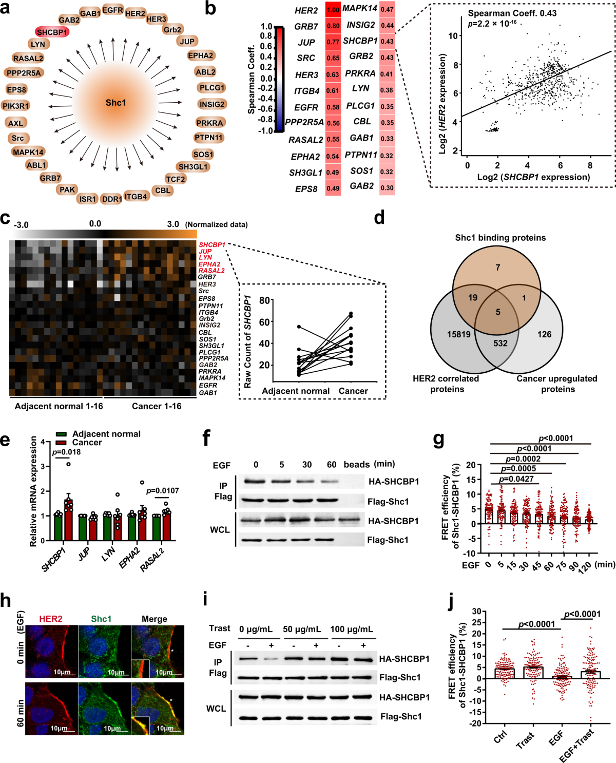 lsm ru nude  Hyperactivation of HER2-SHCBP1-PLK1 axis promotes tumor cell mitosis and  impairs trastuzumab sensitivity to gastric cancer | Nature Communications