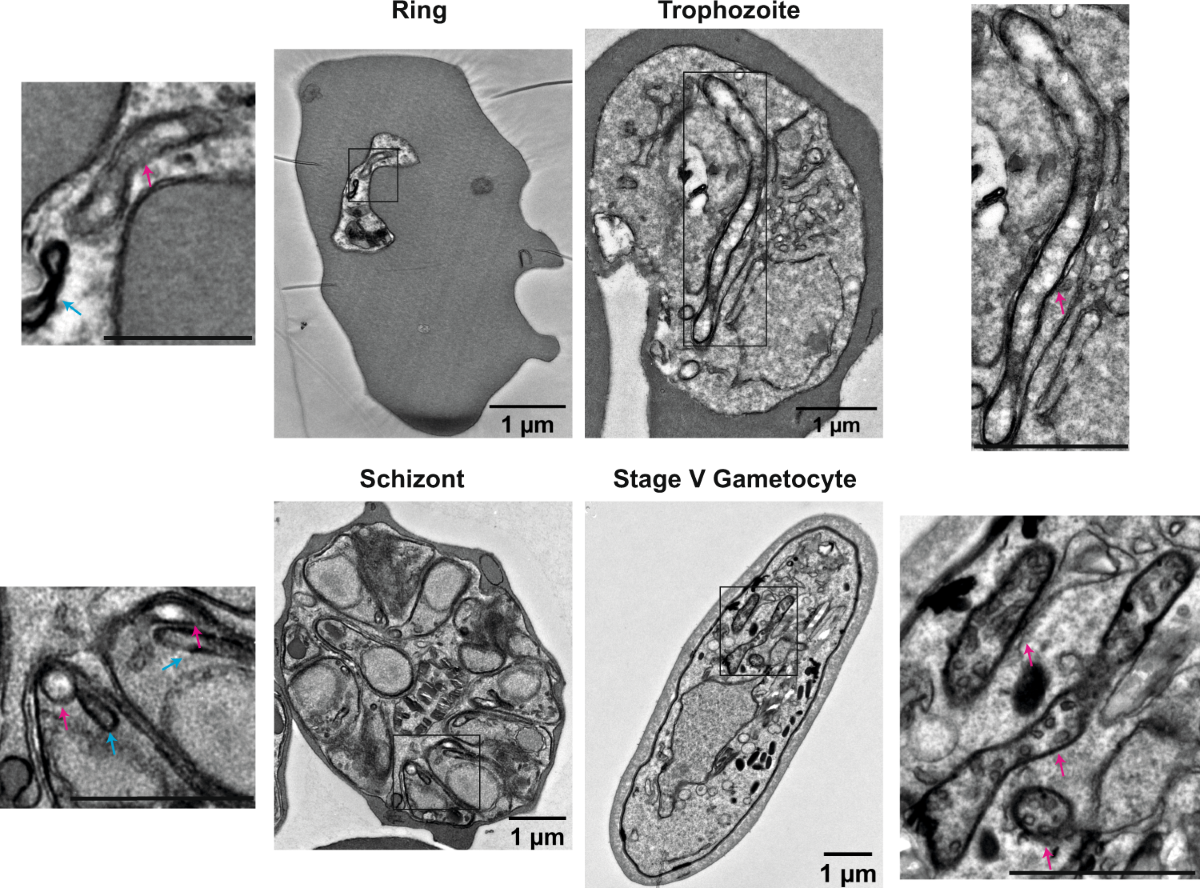 cellular dancebiological marvelmicrocosm of life