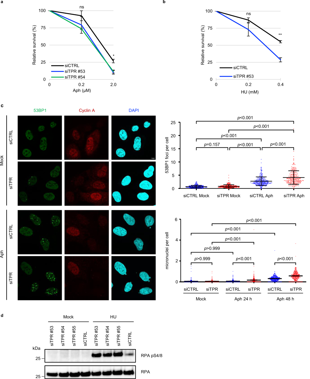 The human nucleoporin Tpr protects cells from RNA-mediated replication stress | Nature Communications the-human-nucleoporin-tpr-protects-cells-from-rna-mediated-replication-stress-nature-communications