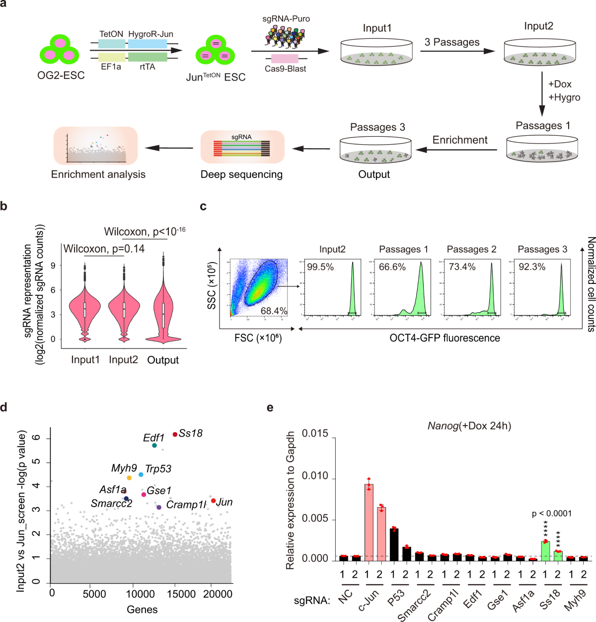 ss18-regulates-pluripotent-somatic-transition-through-phase-separation-nature-communications