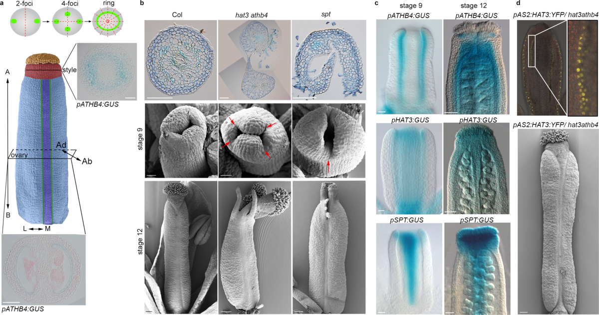 Coordination of biradial-to-radial symmetry and tissue polarity by 