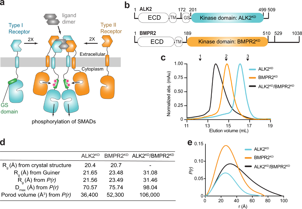 structural-basis-for-alk2-bmpr2-receptor-complex-signaling-through-kinase-domain-oligomerization-nature-communications