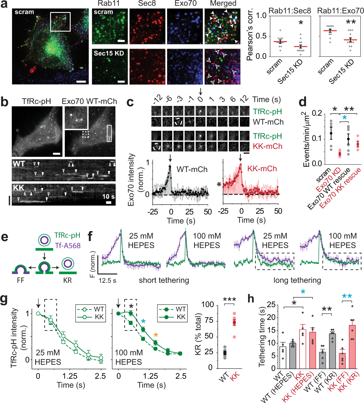 An active tethering mechanism controls the fate of vesicles | Nature  Communications